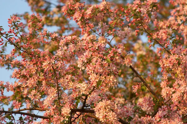 大树花卉 — 图库照片