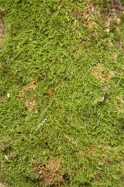 Stock image Moss