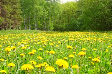 dandelions ahşap alanı