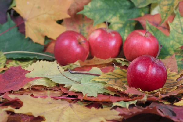 Čtyři červená jablka, na podzim listy — Stock fotografie