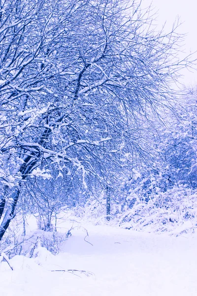 Téli park havas úton — Stock Fotó