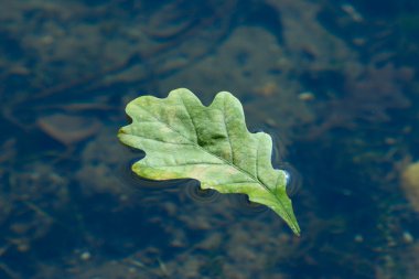 Autumn oak sheet floating in water clipart