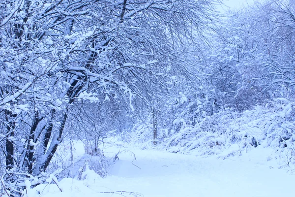 Заснеженная дорога в зимний парк — стоковое фото