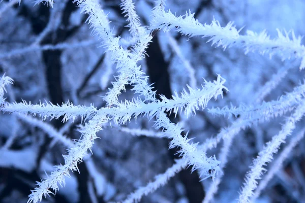 stock image Winter branches of trees sprinkled with