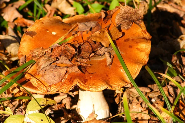 Mushroom in autumn foliage — Stock Photo, Image