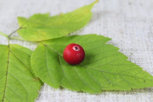 Cowberry on green sheet — Stock Photo, Image