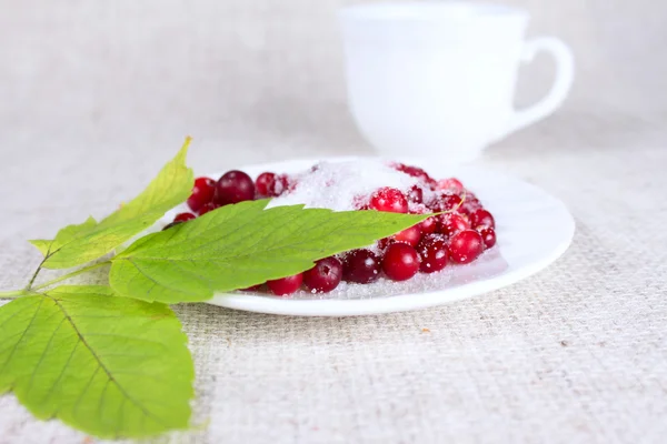 Cowberry in zucchero contro una tazza — Foto Stock