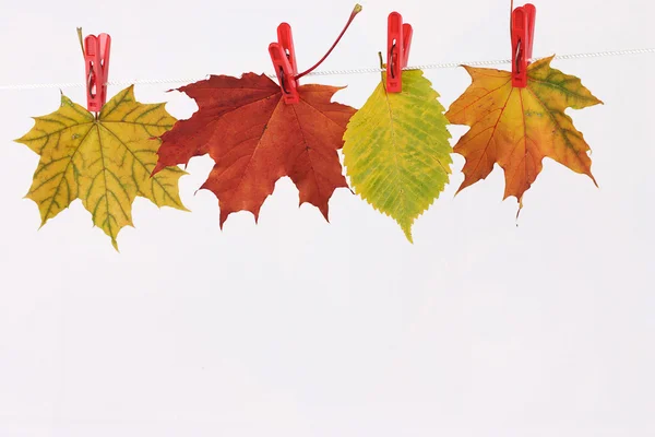 Осіннє листя на лляних прищіпках — стокове фото