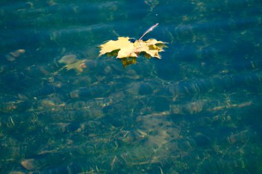 suda yüzen Sonbaharda akçaağaç yaprağı