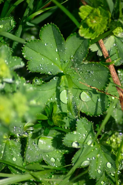 Morning dew on foliage — Stock Photo, Image