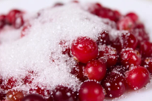 Cowberry cosparso di zucchero — Foto Stock
