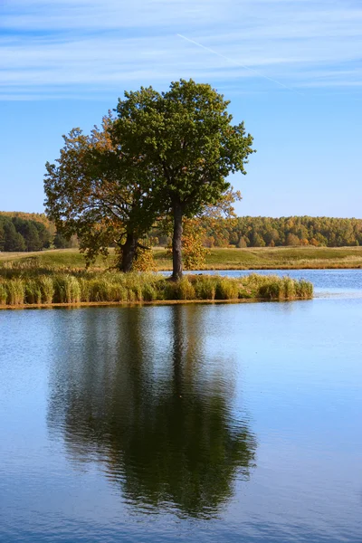 Podzimní strom odráží ve vodě — Stock fotografie