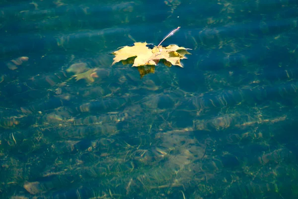 Podzimní javorový list, plovoucí ve vodě — Stock fotografie
