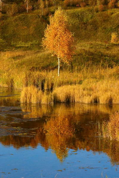 Autumn birch on river bank — Stock Photo, Image
