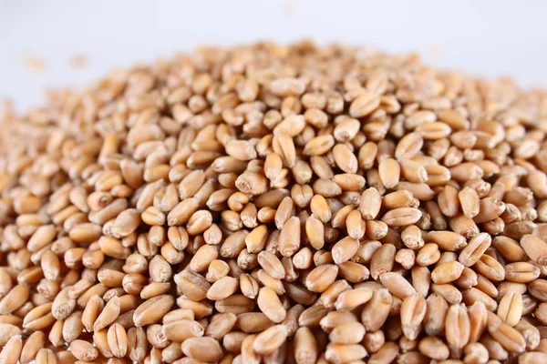 O mână de cereale de grâu — Fotografie, imagine de stoc
