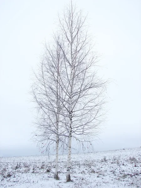 Two trees — Stock Photo, Image