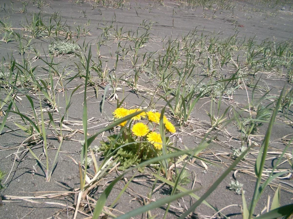 Lone yellow dandelion — Stock Photo, Image