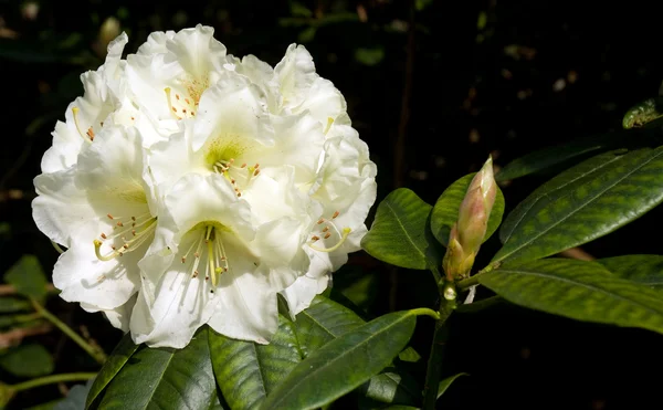 Fehér rhododendron — Stock Fotó