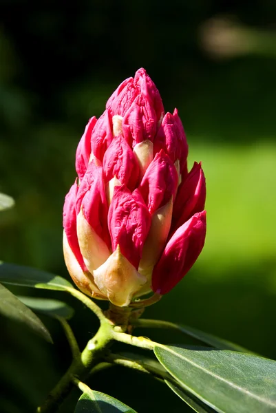 Broto de rododendro Imagem De Stock