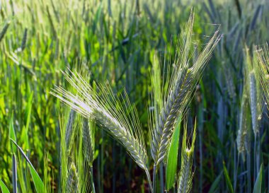 Two barley ears in field clipart