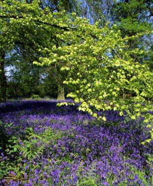 Bluebell wood clipart