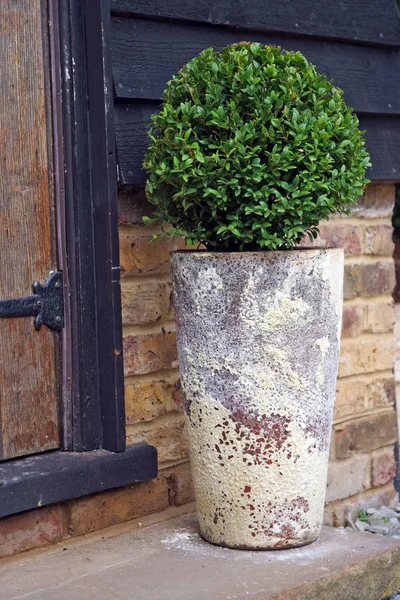 stock image Patio tree