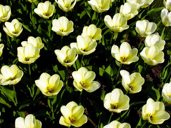 Tulipán kert Stock Kép