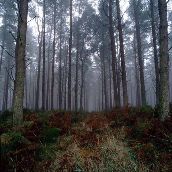 Arbres forestiers Photo De Stock
