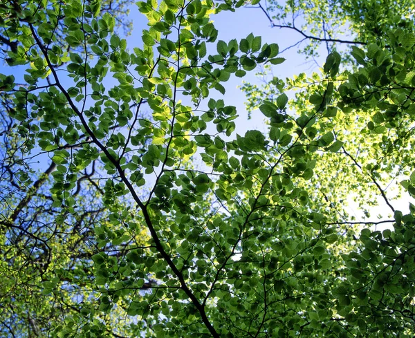 stock image Spring leaves