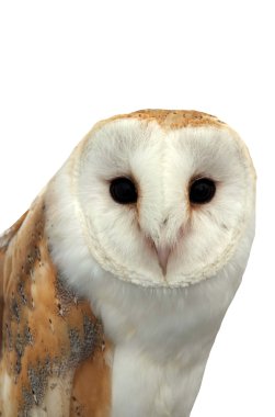 Barn Owl clipart