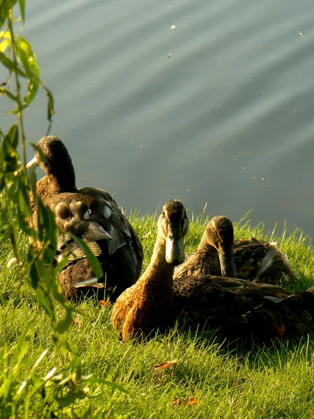 Kachny na břehu rybníka — Stock fotografie