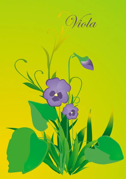 Violette — Image vectorielle