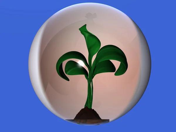 Cam bitki — Stok fotoğraf