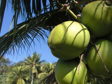 Coconuts clipart