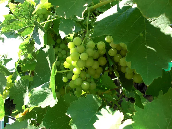 stock image Bunch of grapes