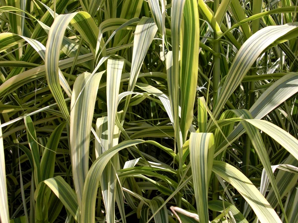 Grass — Stock Photo, Image