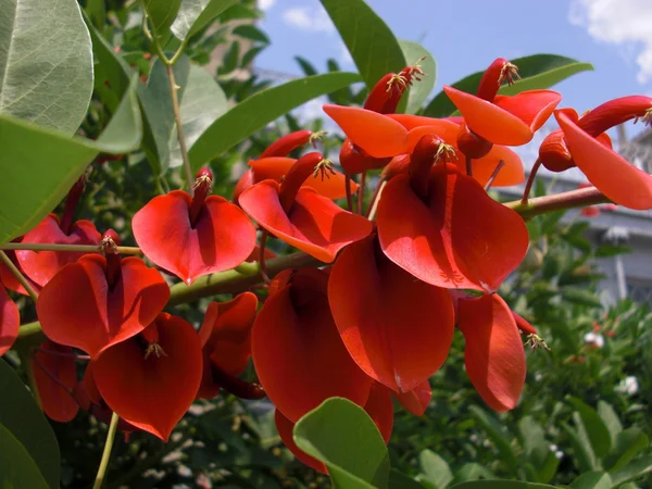 stock image Red flower