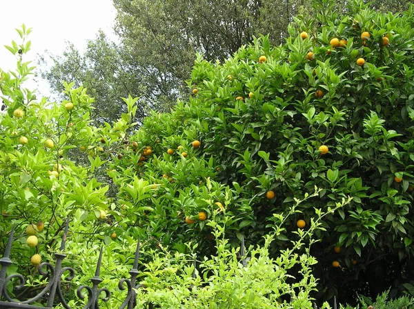 Mandarin Dan Pohon Lemon — Stok Foto