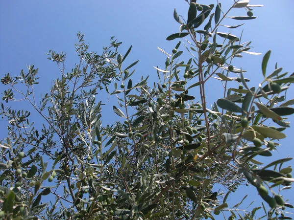 Оливкові гілки — стокове фото