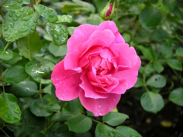 stock image Rose in rain dew