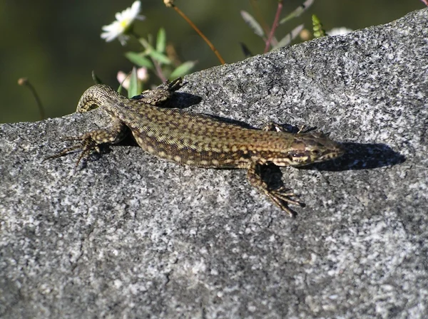 stock image Lizard in the sun