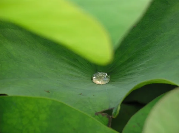 stock image Dew