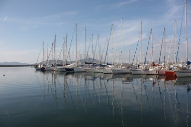 Harbour refleksler