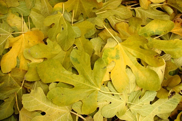 Folhas caídas na estação de outono — Fotografia de Stock