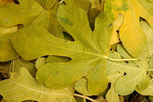 stock image Fallen leafs on autumn season