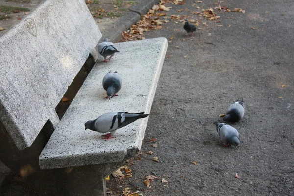 Pidgeons eating at the park — Stock Photo, Image