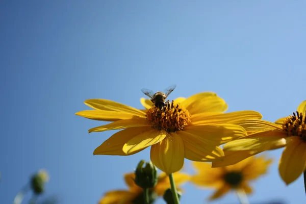 stock image Bee