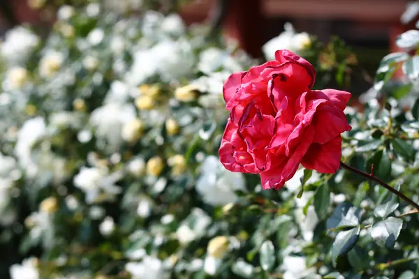 stock image Red rose