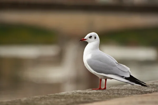 stock image Seagull