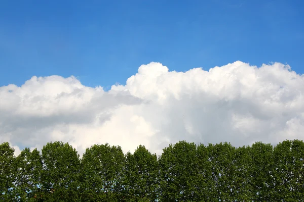 하늘, 구름 그리고 나무 — 스톡 사진